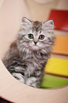 German Longhair Kitten