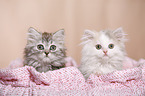 German Longhair Kitten