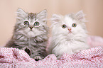 German Longhair Kitten