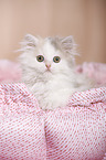 German Longhair Kitten
