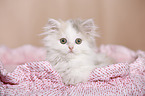 German Longhair Kitten