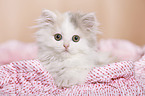 German Longhair Kitten