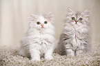 German Longhair Kitten