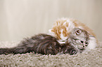 German Longhair Kitten