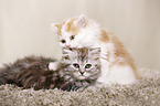 German Longhair Kitten