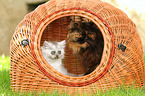 2 German Longhair Cats