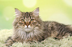 lying German Longhair Cat