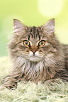 lying German Longhair Cat