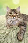 lying German Longhair Cat