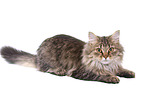 lying German Longhair Cat