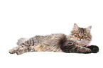 lying German Longhair Cat
