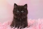sitting German Longhair Kitten