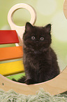 sitting German Longhair Kitten