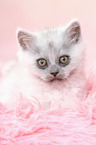 lying German Longhair Kitten