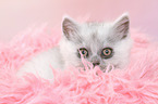 lying German Longhair Kitten