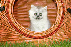 sitting German Longhair Kitten