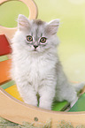 sitting German Longhair Kitten