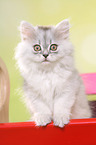 German Longhair Kitten