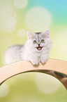 lying German Longhair Kitten