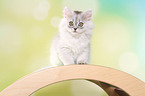 sitting German Longhair Kitten