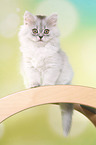sitting German Longhair Kitten