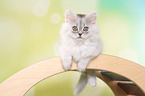 lying German Longhair Kitten