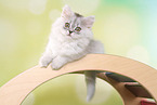 lying German Longhair Kitten