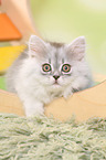 lying German Longhair Kitten