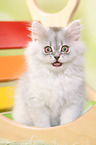 mewing German Longhair Kitten