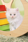 sitting German Longhair Kitten