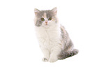 German Longhair Cat