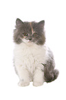 German Longhair Cat