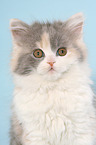German Longhair Cat