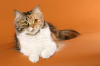 German Longhair Cat