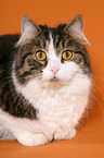 German Longhair Cat