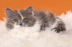 German Longhair Cat