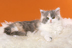 German Longhair Cat