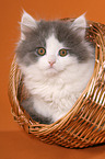 German Longhair Cat