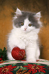 German Longhair Cat