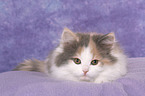 German Longhair Kitten
