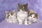 3 German Longhair Kitten