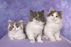 3 German Longhair Kitten
