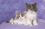 2 German Longhair Kitten