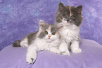 2 German Longhair Kitten
