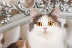 German Longhair Portrait