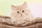 German Longhair Kitten