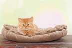 German Longhair Kitten