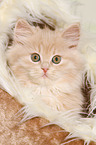 German Longhair Kitten