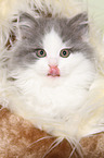 German Longhair Kitten