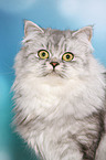 German Longhair Portrait